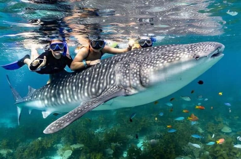 고래상어를 관찰하는 관광지, 오슬롭